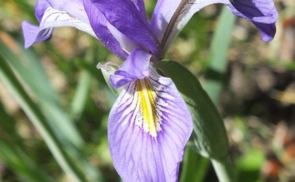 A Hike in Alamo Canyon