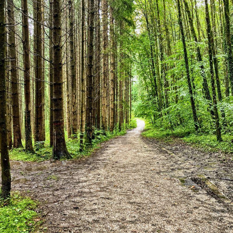 Boggy Beer Hiking and the Murnau Moos